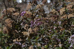 Ageratina pentlandiana