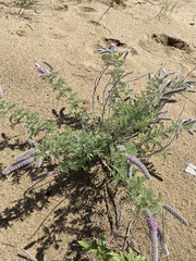 Dalea villosa villosa