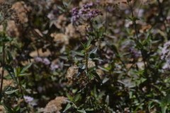 Ageratina pentlandiana