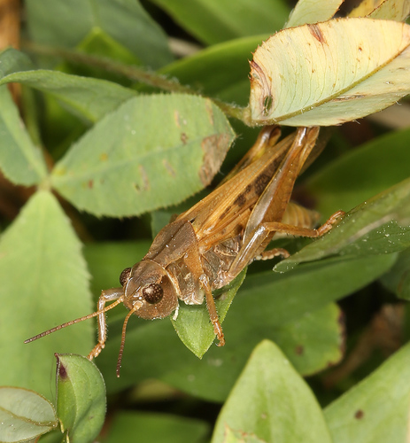 iNaturalist observation photo of Clear-winged Grasshopper