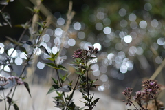 Ageratina pentlandiana