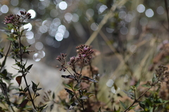 Ageratina pentlandiana
