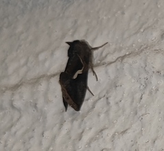 Macdunnoughia confusa