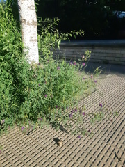 Medicago sativa