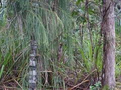 Poodytes punctatus vealeae