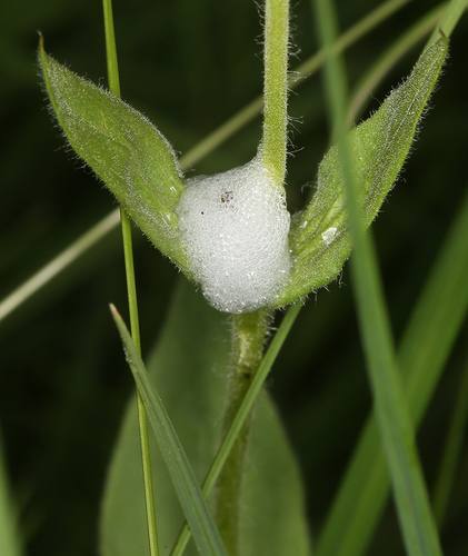 iNaturalist observation photo of True Spittlebugs