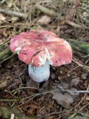 Russula peckii