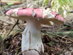 Russula peckii
