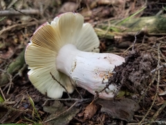 Russula peckii