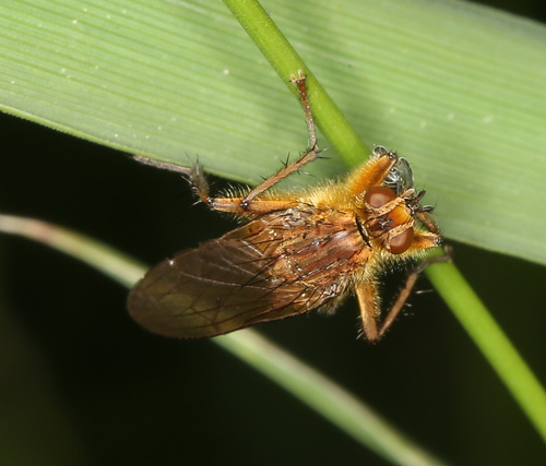 iNaturalist observation photo of Golden Dung Fly
