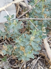 Stillingia treculiana