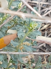 Stillingia treculiana