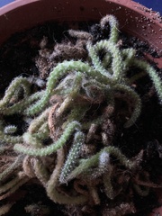 Aporocactus flagelliformis