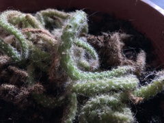 Aporocactus flagelliformis