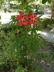 Hibiscus coccineus