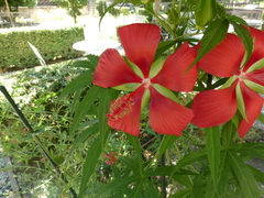 Hibiscus coccineus