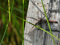 Acantholycosa lignaria