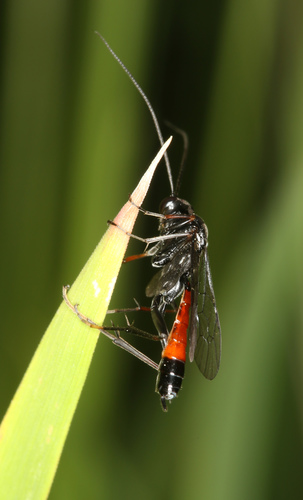 iNaturalist observation photo of Ichneumonid Wasps