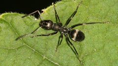 Formica subaenescens