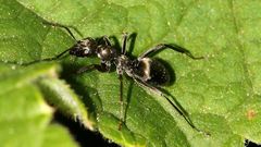 Formica subaenescens