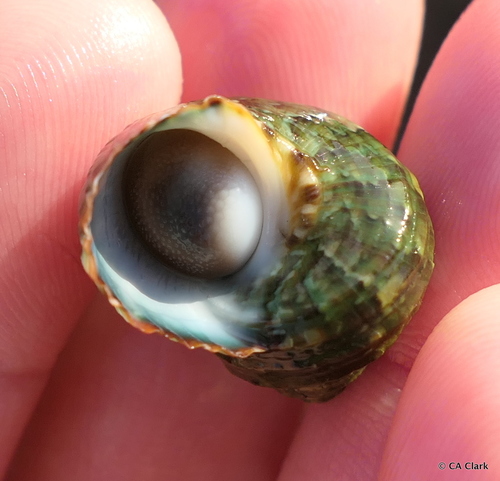 Hawaiian Turbo Snail