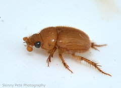 Neochodaeus frontalis