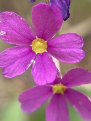 Primula rusbyi