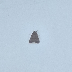 Lepidoptera
