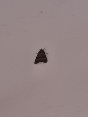 Lepidoptera