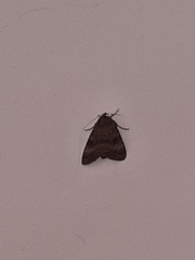 Lepidoptera