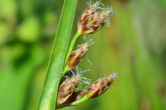 Schoenoplectus triqueter