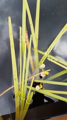 Sparganium fluctuans