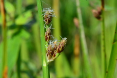 Schoenoplectus triqueter