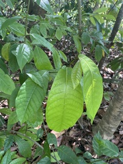 Coccoloba venosa