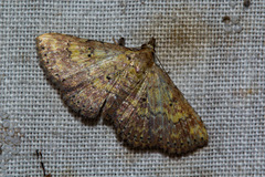 Cerynea thermesialis