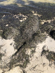 Syringodium filiforme