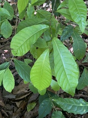 Coccoloba venosa