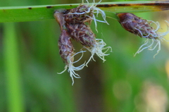 Schoenoplectus triqueter