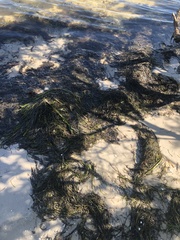 Syringodium filiforme