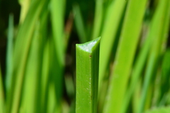 Schoenoplectus triqueter