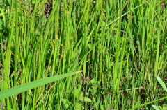 Schoenoplectus triqueter