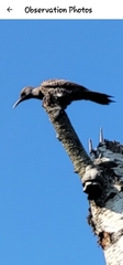 Colaptes auratus