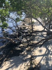 Syringodium filiforme