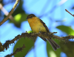 Nephelomyias ochraceiventris