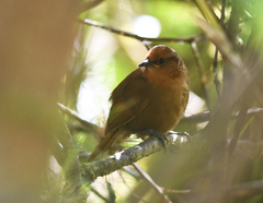 Cinnycerthia peruana