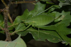 Isophya pyrenaea
