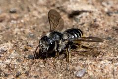Megachile relativa