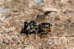 Megachile relativa