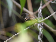 Phyllomyias uropygialis