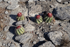 Melocactus bahiensis